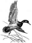 Duck6